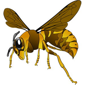 Wasp PNG-74591